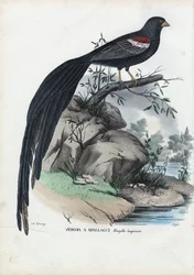 シベリアフィンチ、1863-79